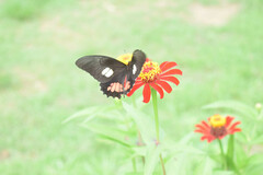 Papilioninae