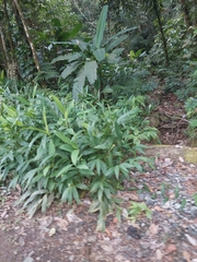 Hedychium coronarium