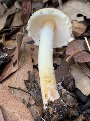 Lepiota clypeolaria