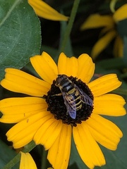 Eristalis transversa