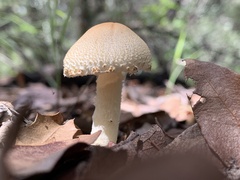 Lepiota clypeolaria