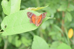 Anartia amathea