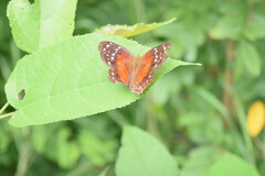Anartia amathea