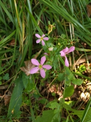 Sabatia angularis