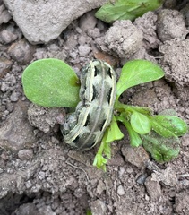 Spodoptera ornithogalli