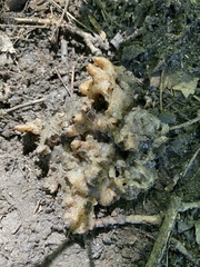 Sebacina sparassoidea