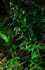 Campanula divaricata