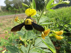 Xylocopa ruficornis