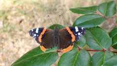Vanessa atalanta