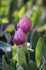 Helichrysum ecklonis