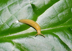 Ariolimax columbianus