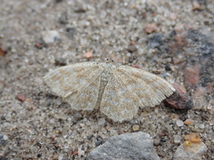 Scopula immorata