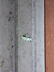 Euphyia intermediata