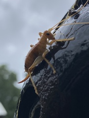 Camptonotus carolinensis