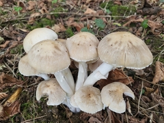 Candolleomyces