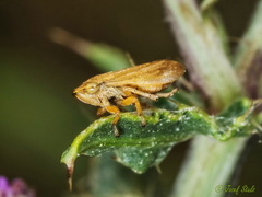 Philaenus spumarius