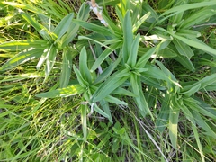 Gentiana cruciata