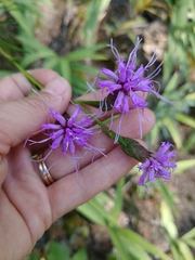 Liatris cylindracea