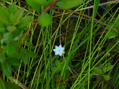 Lysimachia europaea