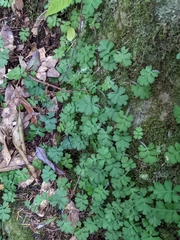 Ellisiophyllum pinnatum