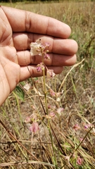 Mirabilis albida
