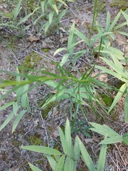 Liatris cylindracea