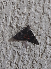Catocala sponsa