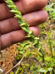 Spiranthes cernua