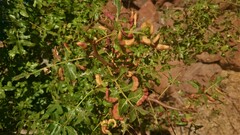 Pistacia terebinthus