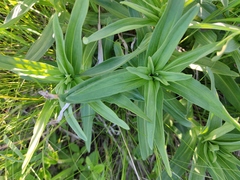 Gentiana cruciata