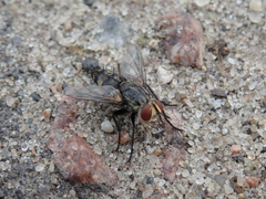 Oestroidea