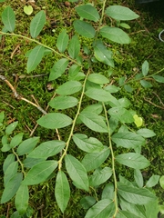 Vaccinium myrtilloides