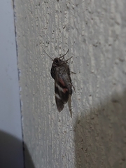 Catocala sponsa