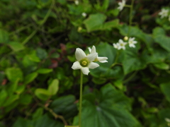 Marah oregana