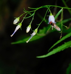 Campanula divaricata