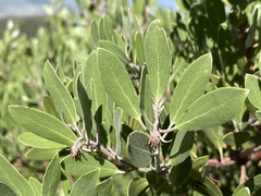 Arctostaphylos pungens