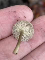 Lentinus arcularius
