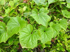Marah oregana
