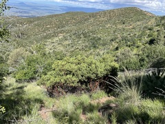 Arctostaphylos pungens