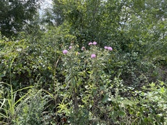 Cirsium altissimum