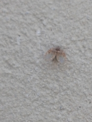 Clogmia albipunctata