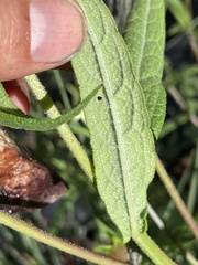 Verbesina longifolia