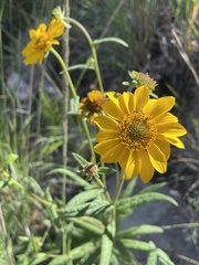 Verbesina longifolia