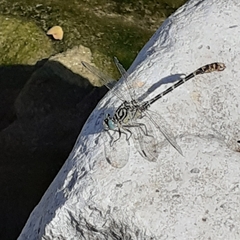 Onychogomphus forcipatus