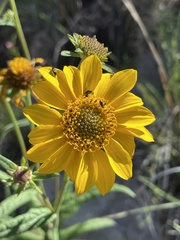 Verbesina longifolia