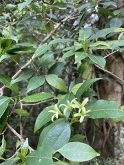 Rubiaceae