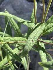 Verbesina longifolia