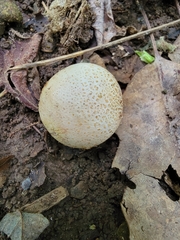 Fungi