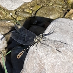 Onychogomphus forcipatus