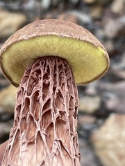 Aureoboletus russellii